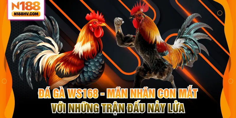 Đá Gà WS168 – Mãn Nhãn Con Mắt Với Những Trận Đấu Nảy Lửa